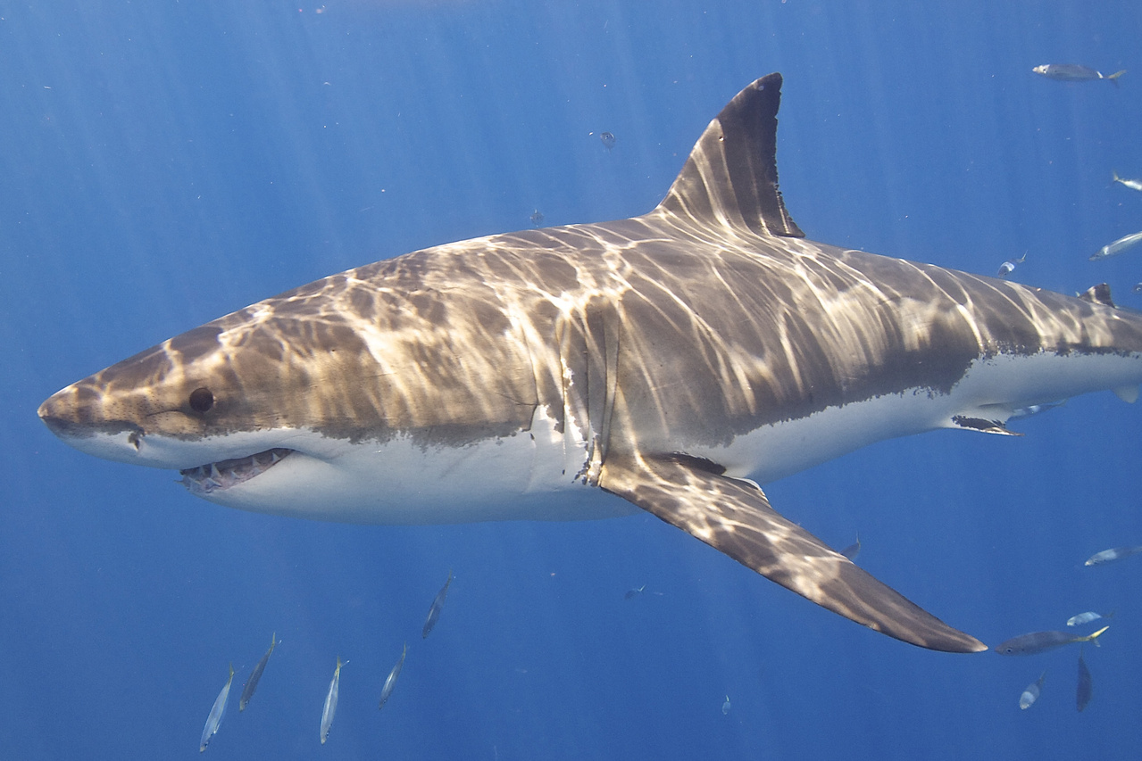 New & Revised Sharks: Celebrate Shark Week with the Ocean's Apex