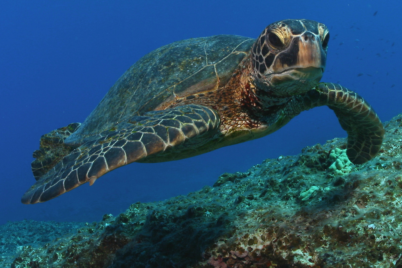 How can we protect green sea turtles?