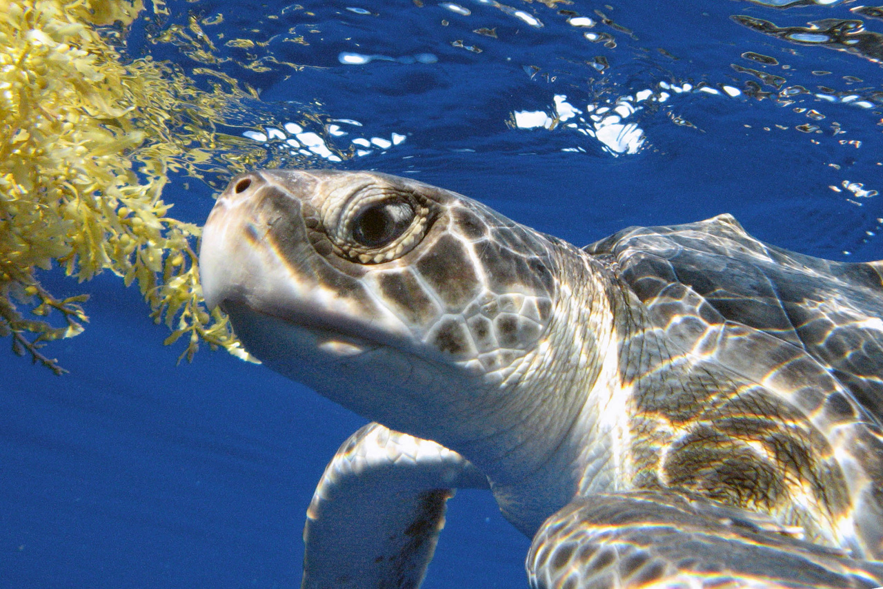 Tiny turtles protected from predators