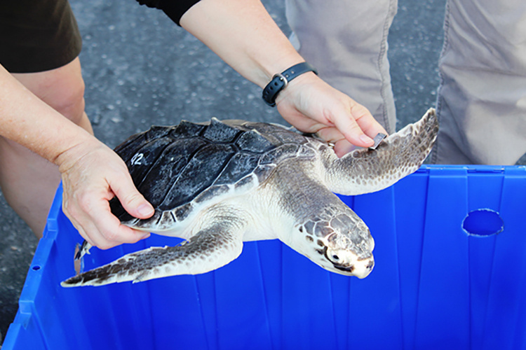 Kemp's Ridley Sea Turtle  National Wildlife Federation