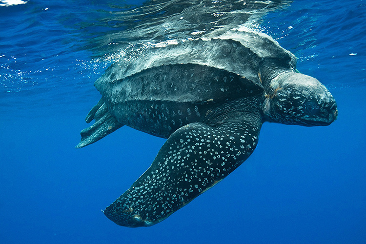 Leatherback Turtle: Science