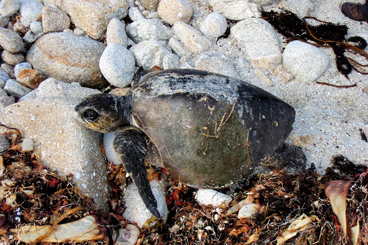 Olive Ridley Turtle