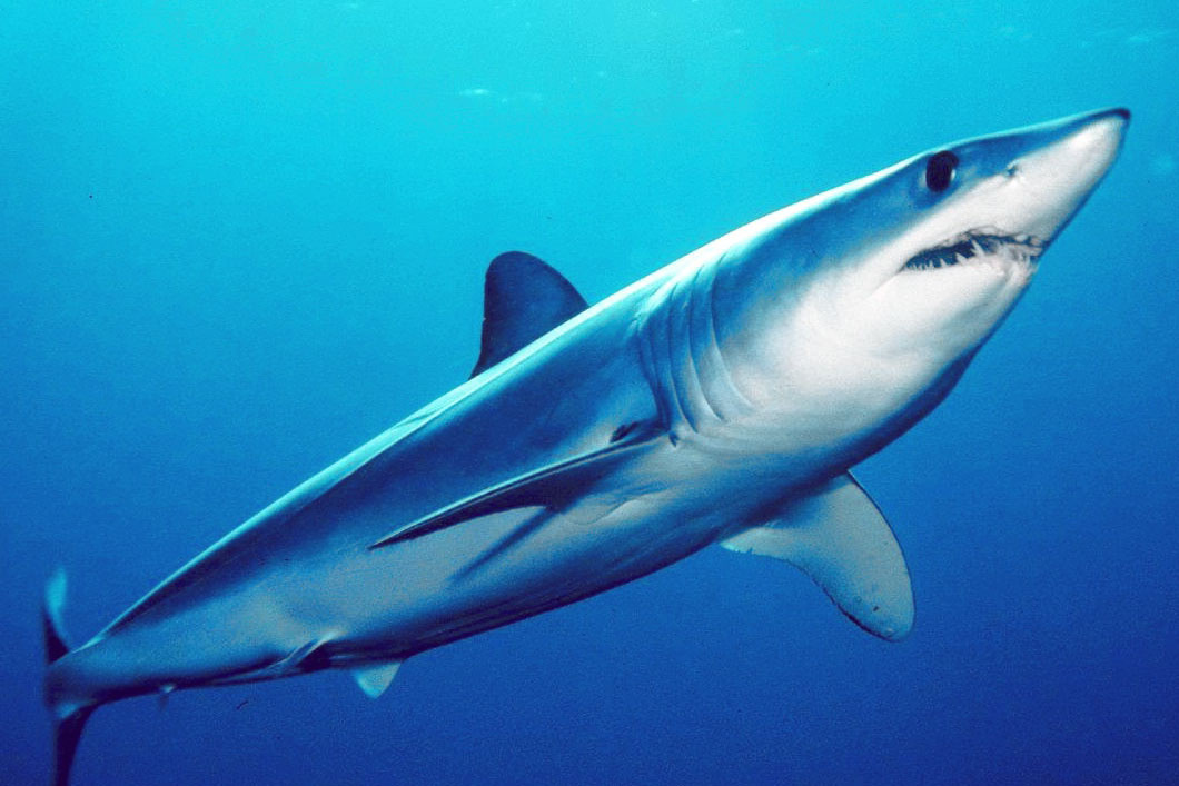 Jaws of most shark species show little variation over millions of