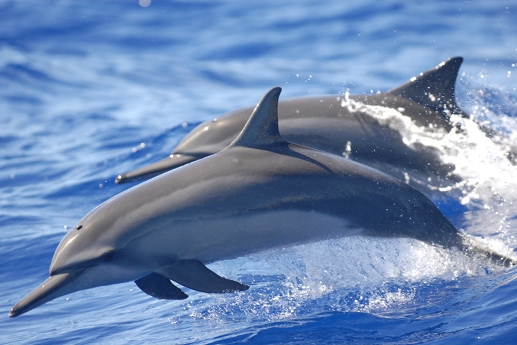 Why Do Dolphins Jump Together: Unveiling the Spectacular Synchrony 4 Why do dolphins jump together