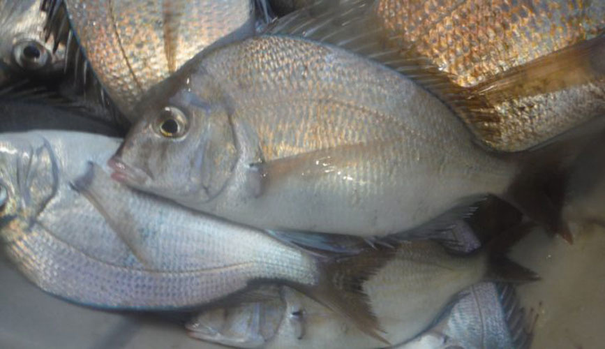 scup noaa