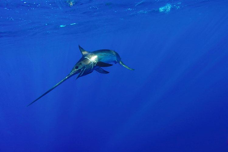 North Atlantic Swordfish | NOAA Fisheries