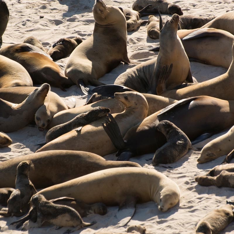Seals & Sea Lions | NOAA Fisheries
