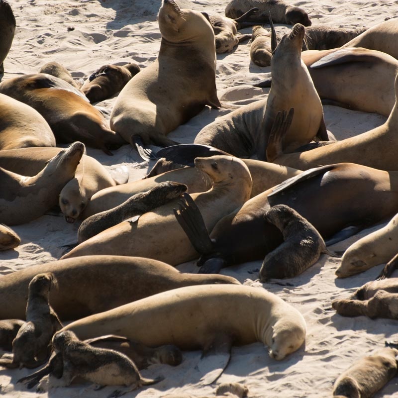 Seals & Sea Lions | NOAA Fisheries Seals & Sea Lions | NOAA Fisheries