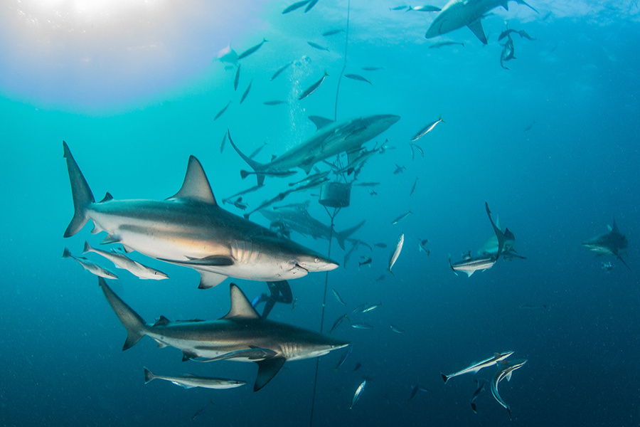 Caribbean Reef Sharks – Making their home on the Key Largo Reefs