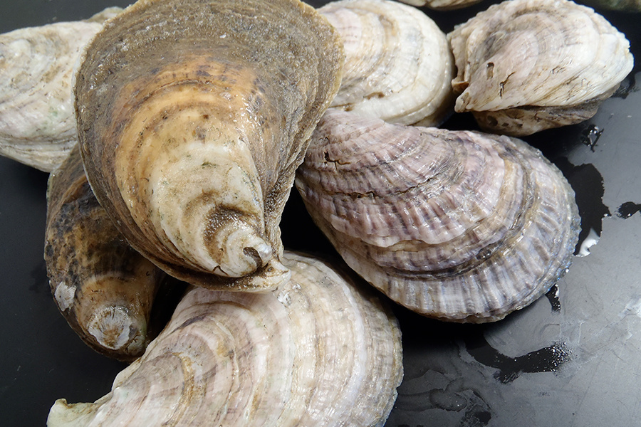 Eastern Oyster | NOAA Fisheries Eastern Oyster | NOAA Fisheries