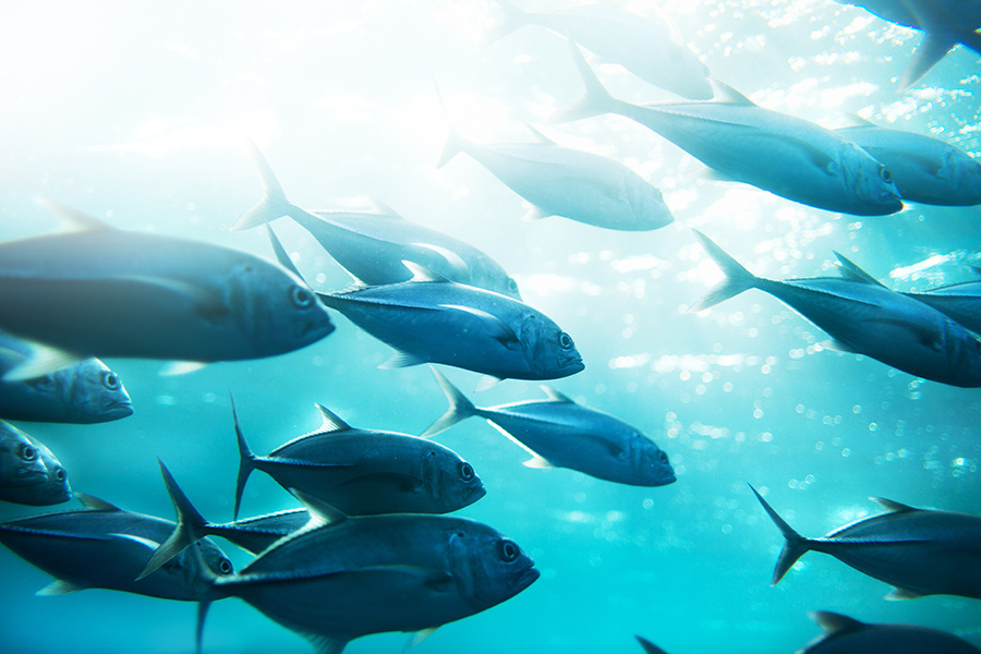 Pacific Skipjack Tuna NOAA Fisheries