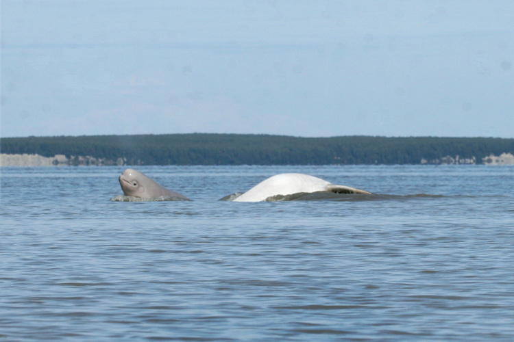 Full Life Story of Beluga (Birth To Death) 