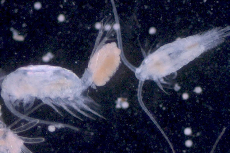 Copepods: Cows of the Sea | NOAA Fisheries Copepods: Cows of the Sea | NOAA Fisheries