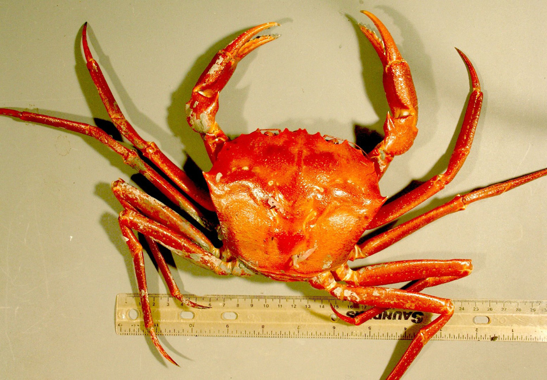 Virus Uanset hvilken billetpris Atlantic Deep-Sea Red Crab | NOAA Fisheries