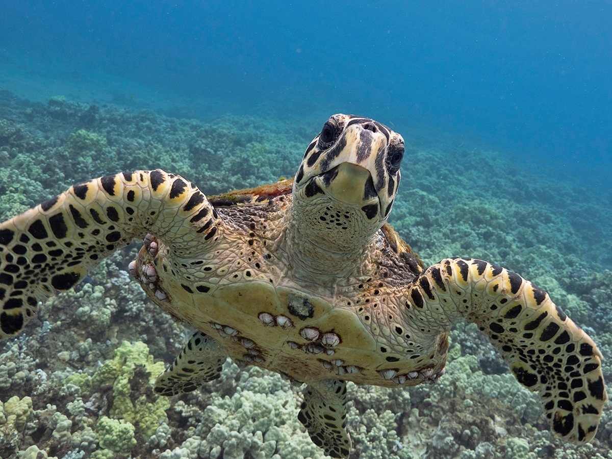 Hawksbill Turtle, Sea Turtles, Species