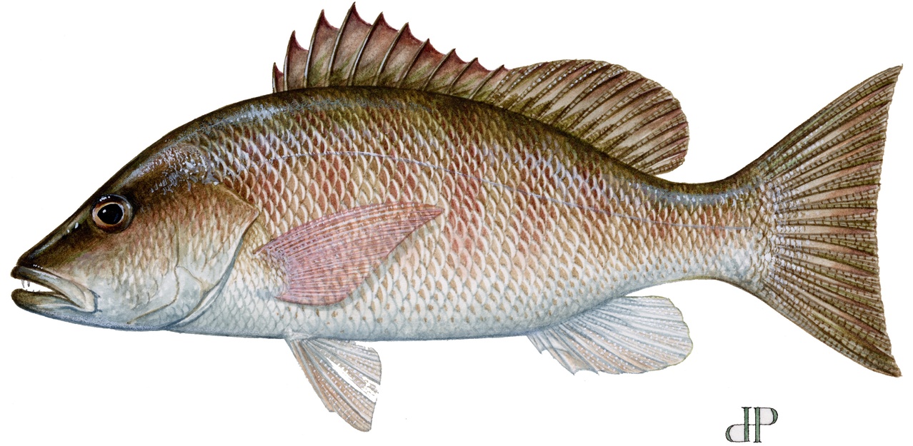 Gray snapper sales