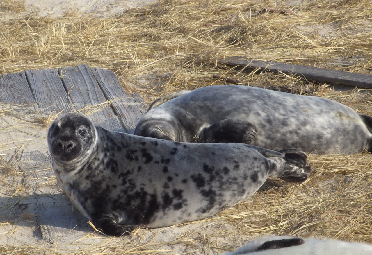 Gray Seal  NOAA Fisheries