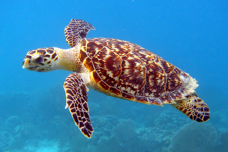 what is the habitat of a hawksbill sea turtle