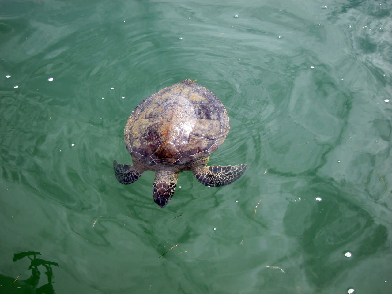 Cold Snaps and Stunned Sea Turtles | NOAA Fisheries Cold Snaps and Stunned Sea Turtles | NOAA Fisheries