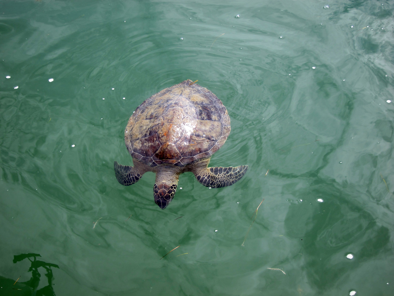 Are Sea Turtles Warm-Blooded  