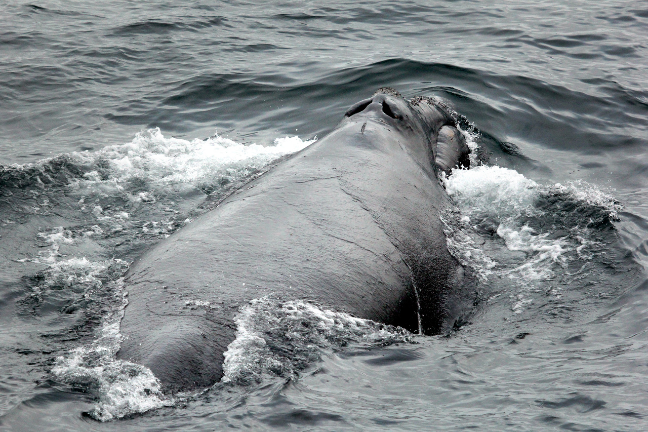IWC Pacific Ocean Whale and Ecosystem Research Survey NOAA Fisheries