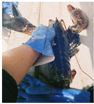 Lobster being measured