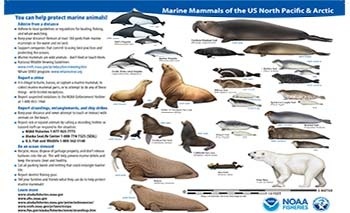 Marine Mammals of the . North Pacific & Arctic | NOAA Fisheries