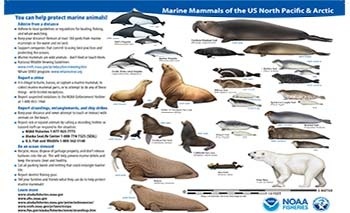 Top 101 + Mammal sea animals - Lifewithvernonhoward.com