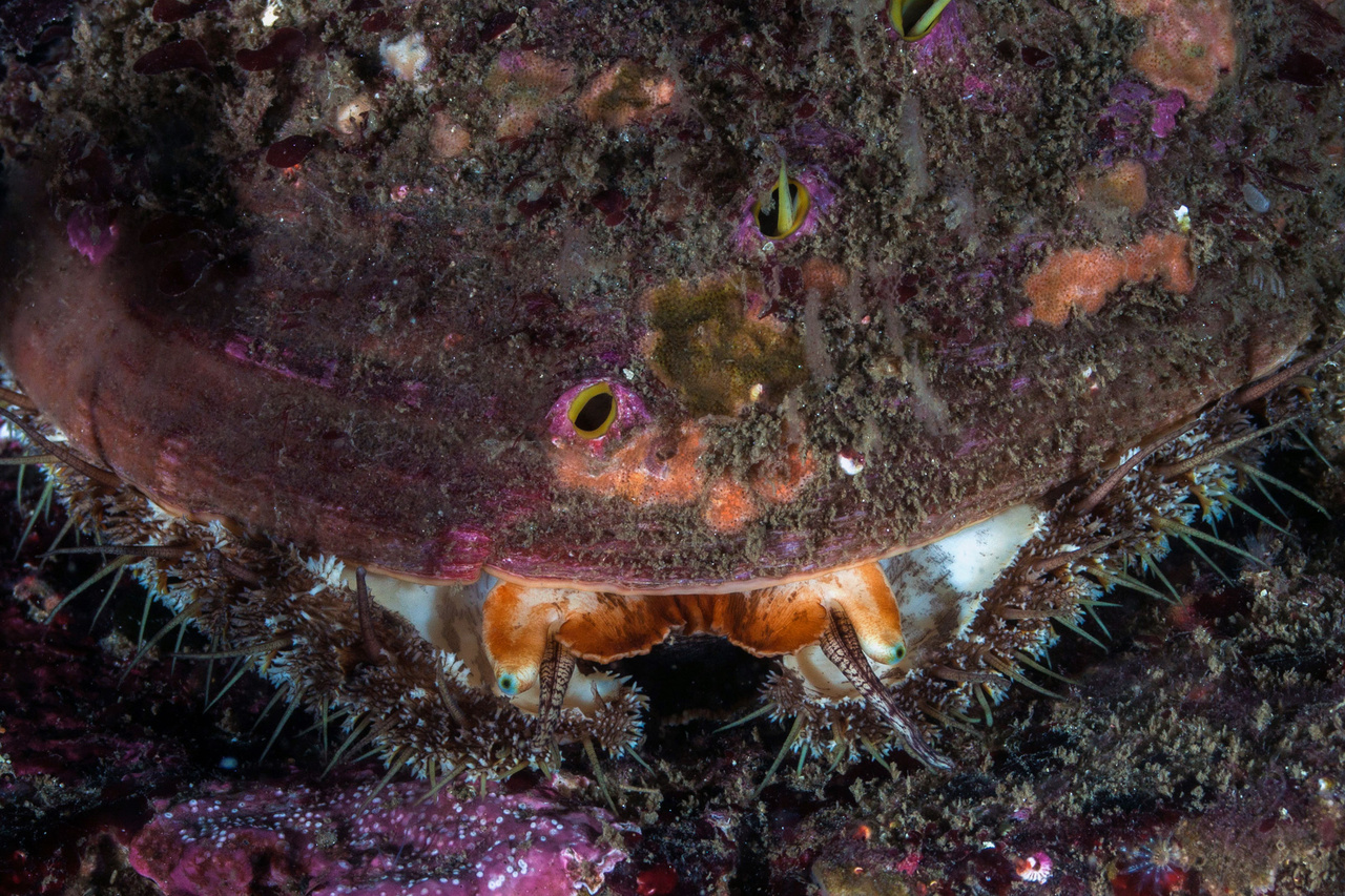Pinto Abalone