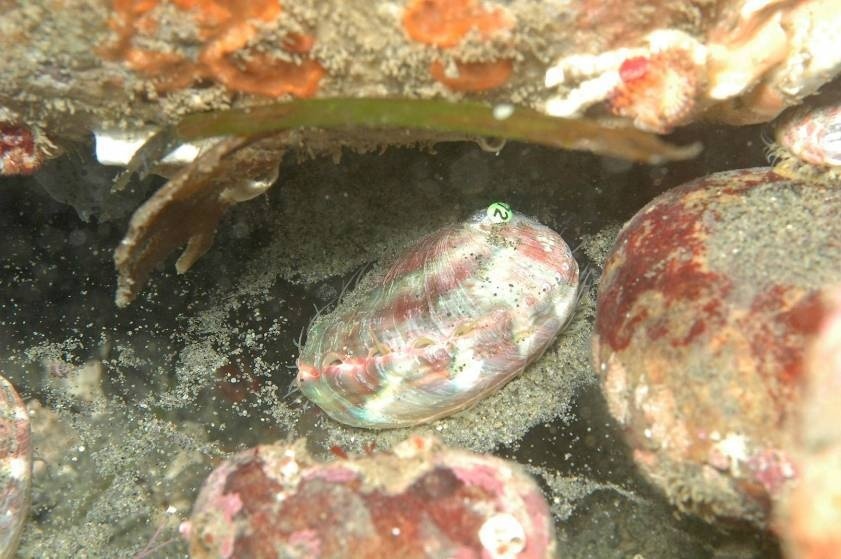 Pinto Abalone