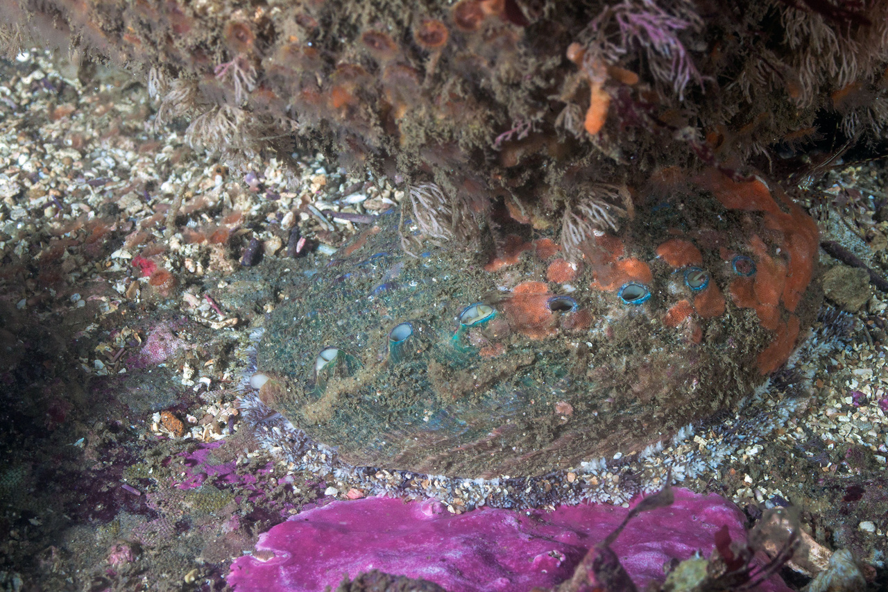 Pinto Abalone