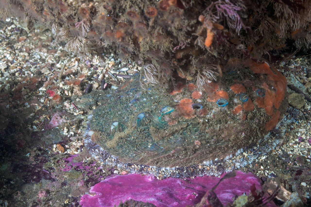 Green Abalone  NOAA Fisheries