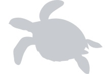 placeholder--turtle.png