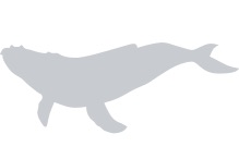 placeholder--whale.png