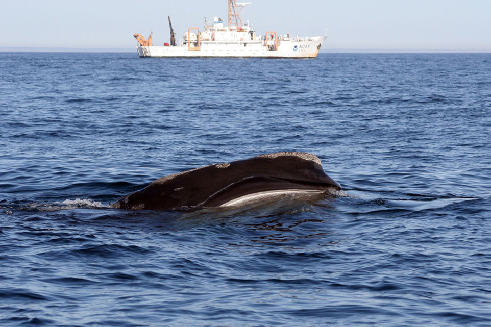 Malnutrition, ship strikes likely cause of spate of whale strandings