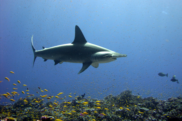 Scalloped Hammerhead Shark Noaa Fisheries