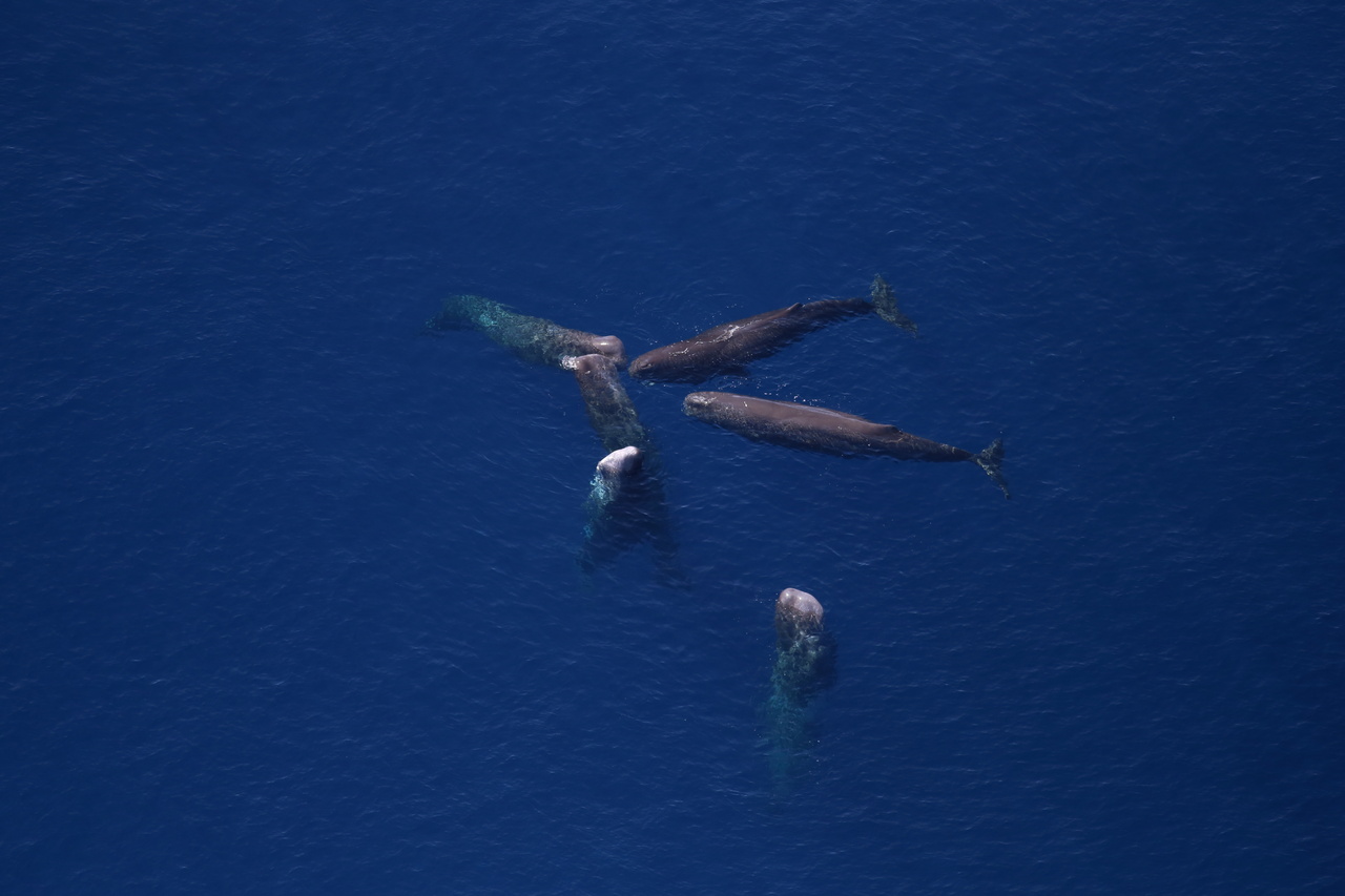 Sperm Whale NOAA Fisheries image
