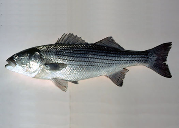 Striped discount bass fishing