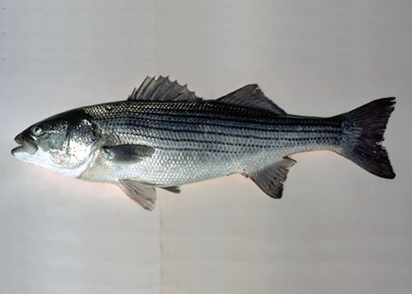 STRIPED BASS, 59% OFF