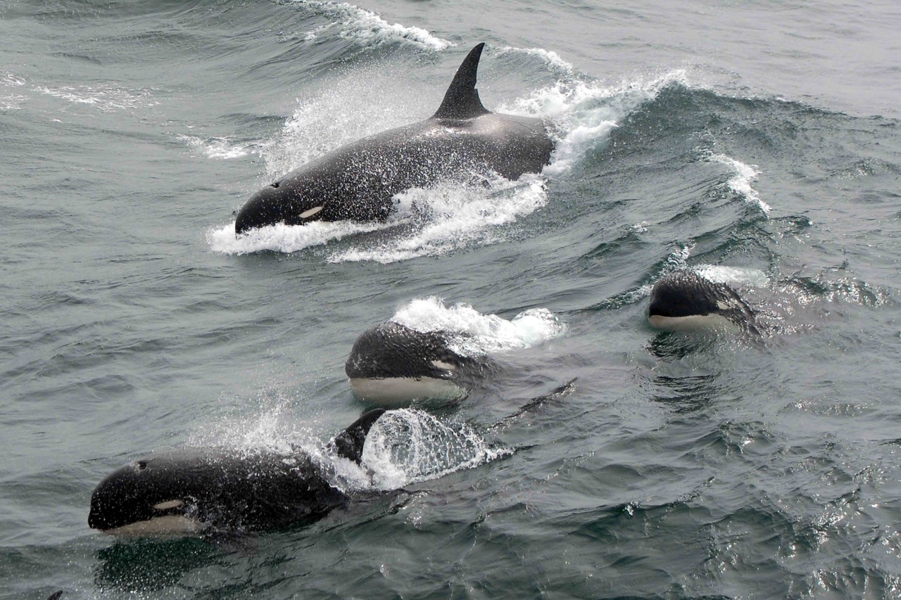 Científicos encuentran misteriosas orcas frente al Cabo de Hornos, Chile