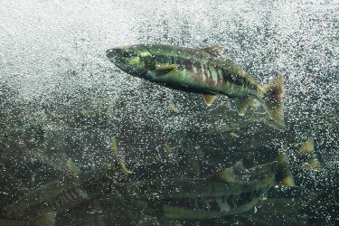 Fish swimming up river