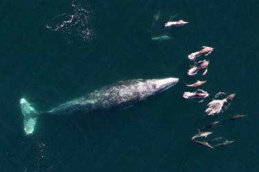 img00_graywhale.jpg