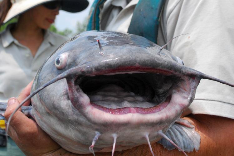 A scientist holds a large blue catfish
