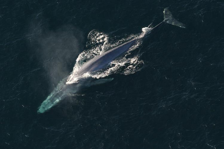 Blue whale swimming in the ocean.