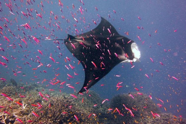 Manta ray swimming around coral reef and small red-pink fishes.