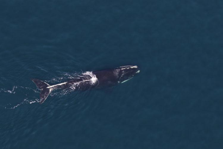 North Atlantic right whale #3942