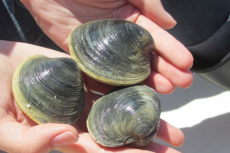 Three large clams are held by a scientist. Their shells are ridged and grayish green in color.