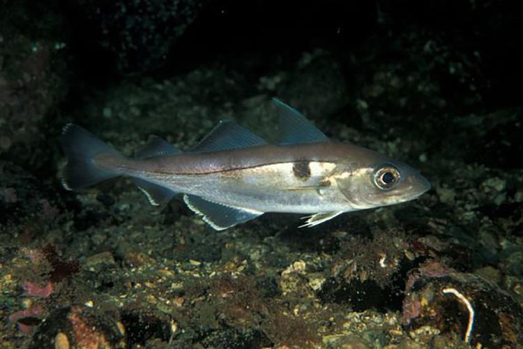 A single haddock fish in the water with distinguishing black thumbprint on its side.
