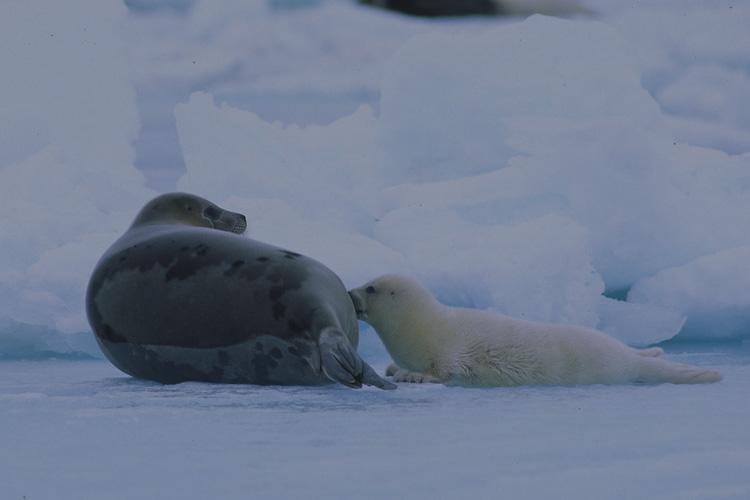 In the foreground an adult harp seal and pup on ice. Big chunks of ice can be seen in the background.