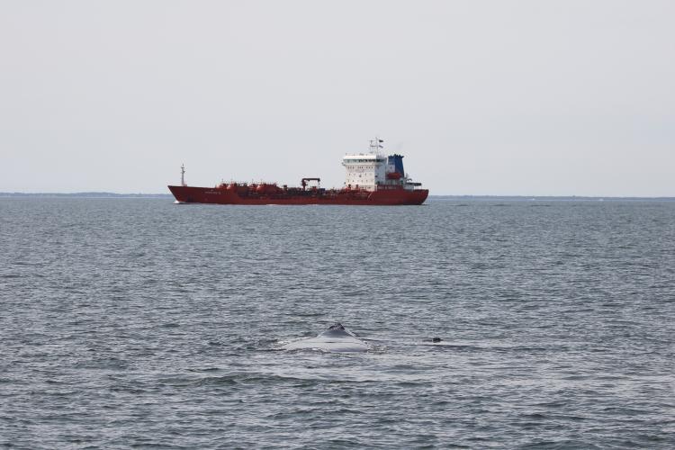 Tanker ship and North Atlantic right whale and calf